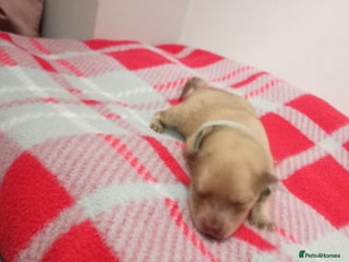 Mixed Breed dogs Pom-Heavy Pomeranian Puppies 5 Boys & 1 Girl - Advert 18