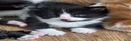 Mixed Breed cats for sale: 6 kittens ready to go to their forever home in Lincoln - Advert 4
