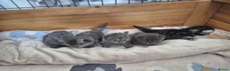 Mixed Breed cats for sale: Persian X British Long Haired Kittens - Advert 1