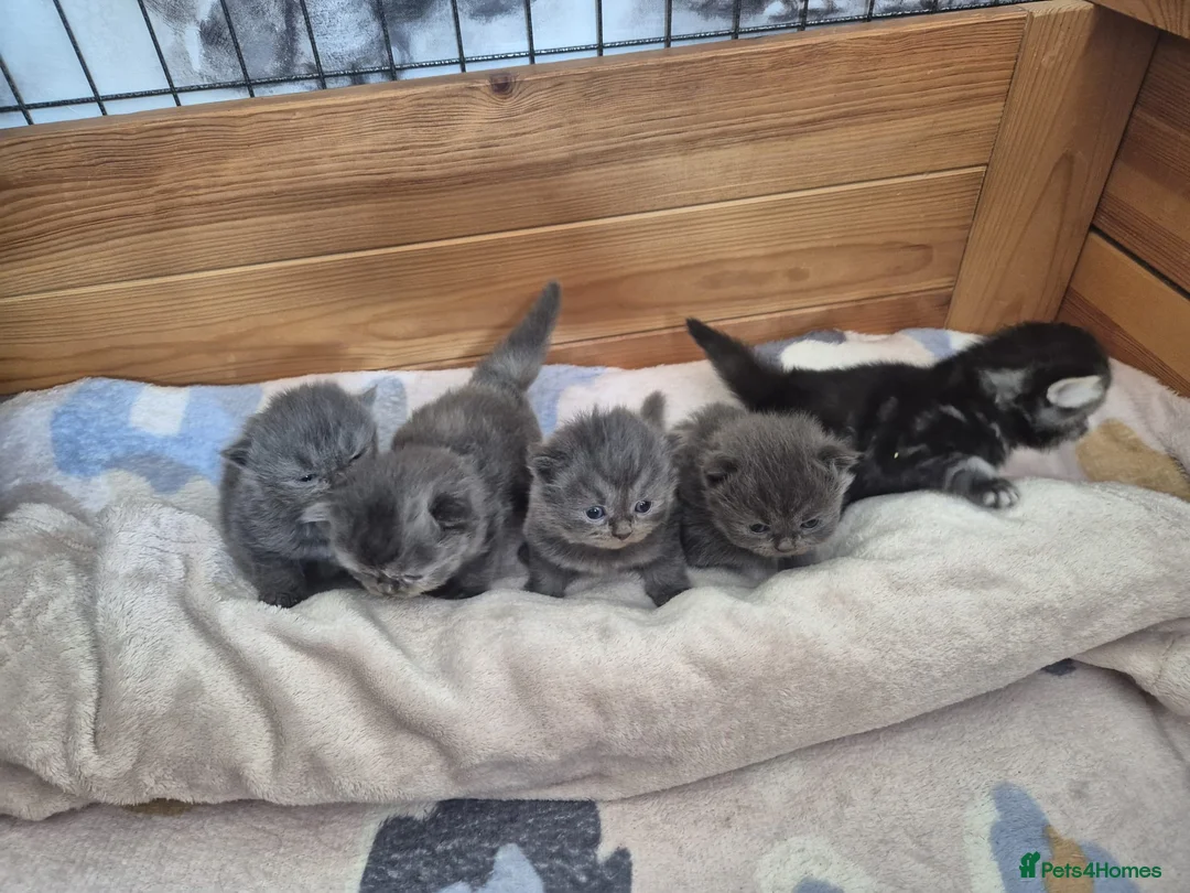 Mixed Breed cats for sale: Persian X British Long Haired Kittens - Advert 1