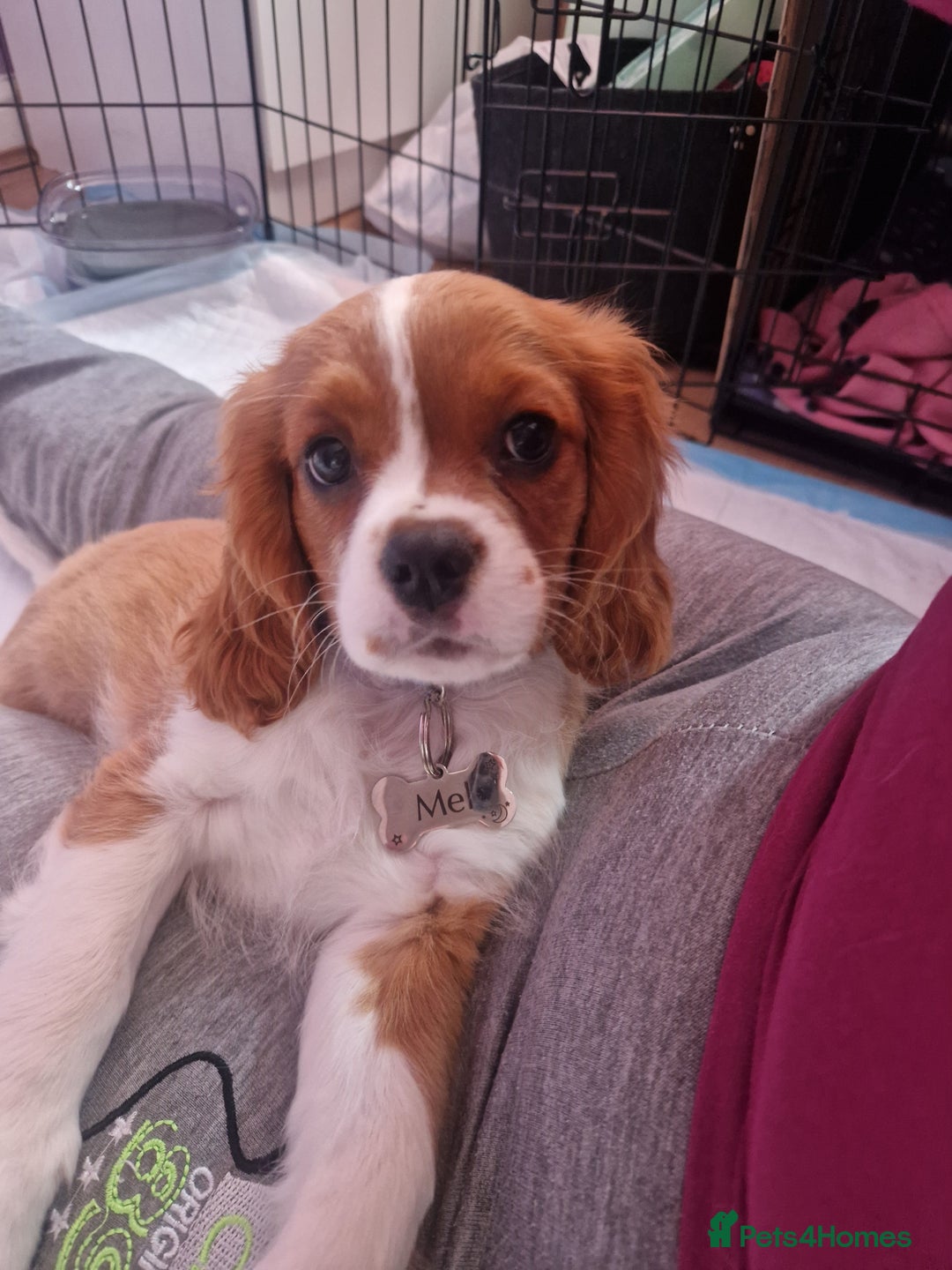 Cavalier King Charles Spaniel dogs for sale: Cavailier puppy for sale - Image 9