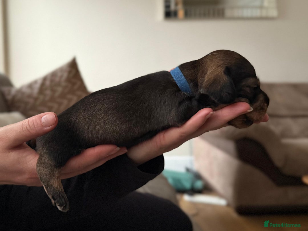 Miniature Dachshund dogs for sale: Supreme KC Miniature Wirehaired Dachshunds! - Advert 15