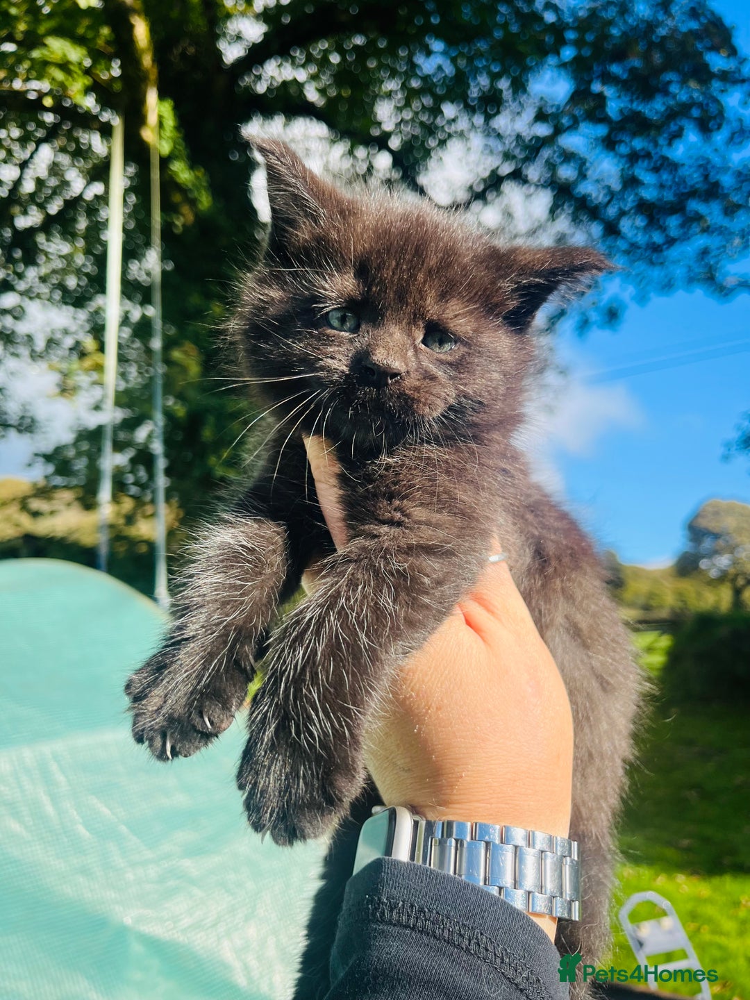Mixed Breed cats for sale: Gorgeous half Maine coon kittens  - Image 2