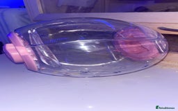 Hamster rodents for sale: hamster and everything included - Image 9