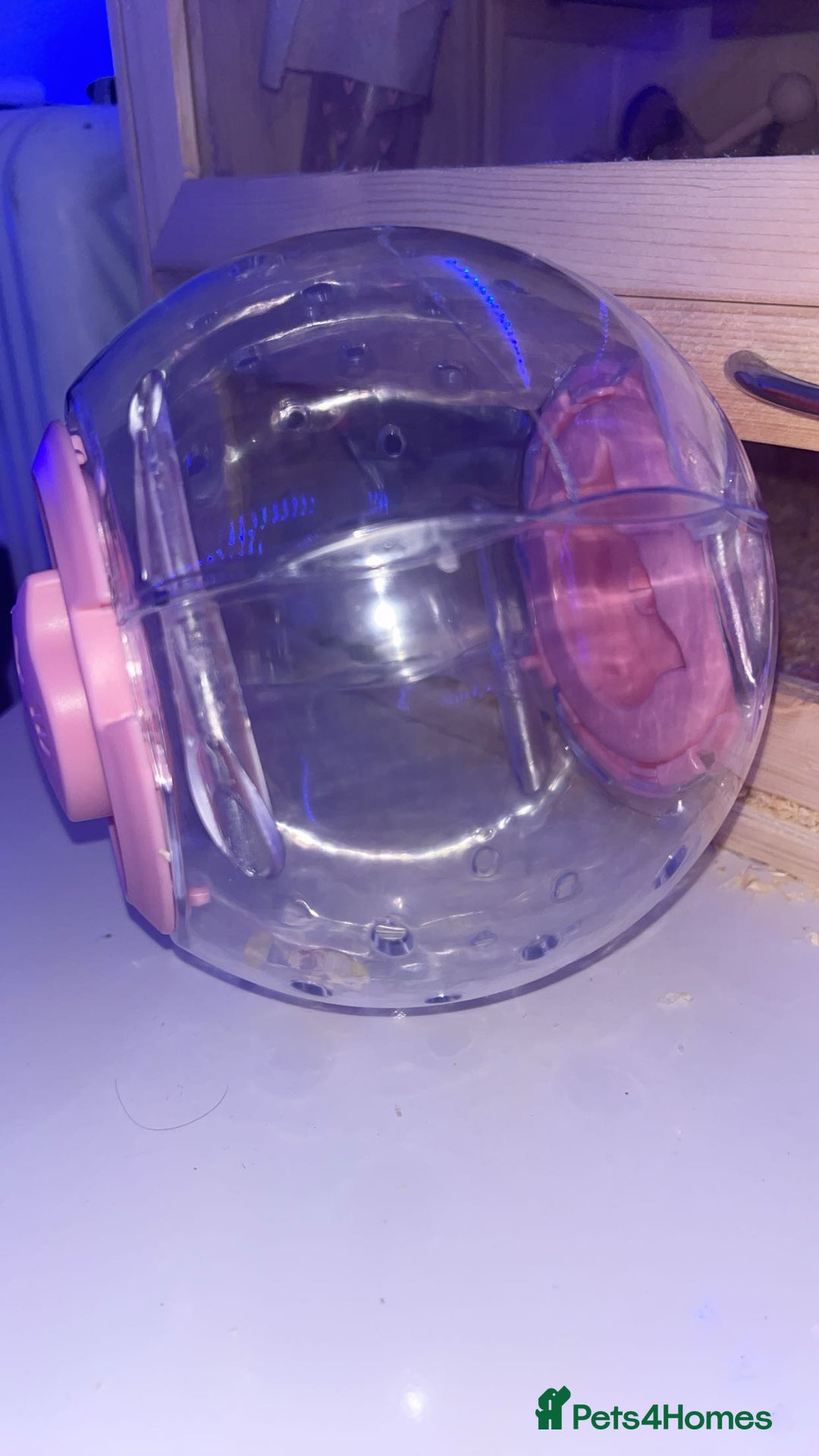 Hamster rodents for sale: hamster and everything included - Image 9