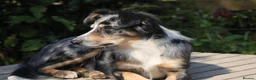 Border Collie dogs for sale: Specialist Bred Border Collie Pups Merle - Advert 20