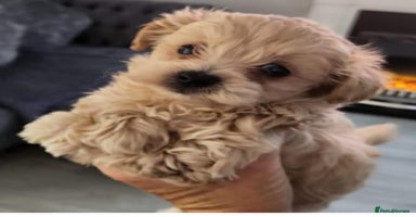 Maltipoo dogs - Advert 5