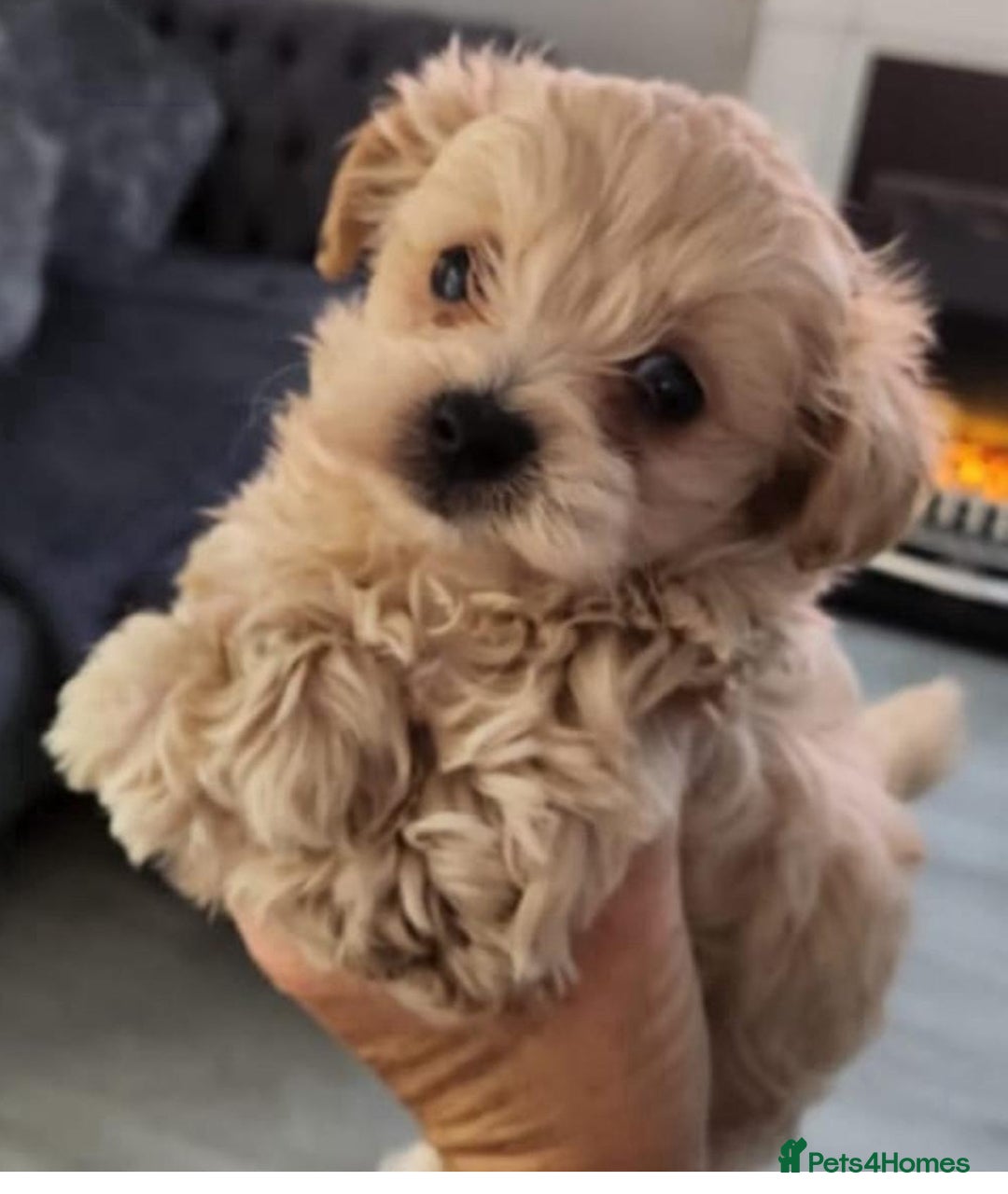 Maltipoo dogs for sale: Tiny bear maltipoo puppys - Image 2
