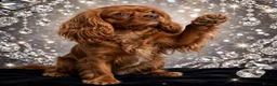Cavalier King Charles Spaniel dogs for stud: RUBY RED *CHOCOLATE CARRIER STUD* - Advert 2