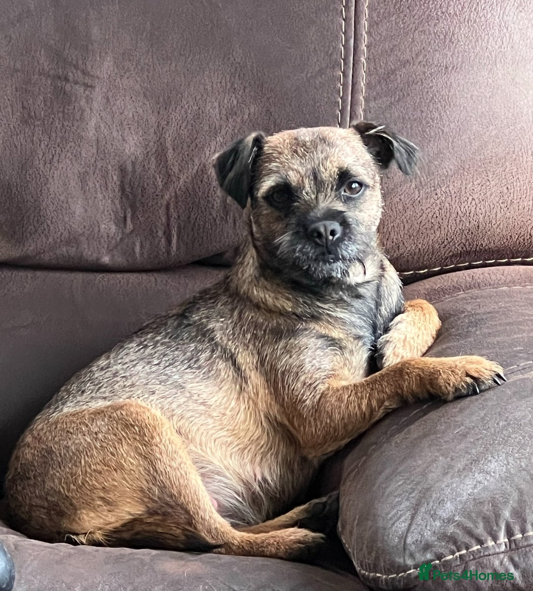 Border Terrier dogs for sale: Beautiful border terrier puppies  - Advert 7