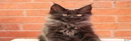 Maine Coon cats for sale: 🐾 WildPawzuk TICA Registered Maine Coon Kittens🐾 - Advert 22