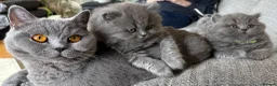 British Longhair cats for sale: Gorgeous British Blue Longhairs  - Advert 4
