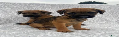Border Terrier 3