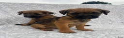 Border Terrier dogs for sale: Border-terrier  - Advert 8