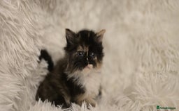 Maine Coon cats for sale: Beautiful Maincoon babys - Image 13