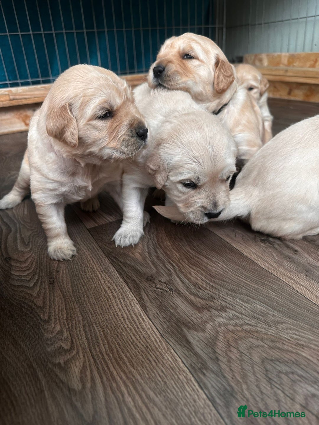 Golden Retriever dogs for sale: 💫💫💫 All puppies are reserved 💫💫💫 in Saint Helens - Image 27