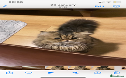 Persian cats for sale: Playful persian cat - Image 4