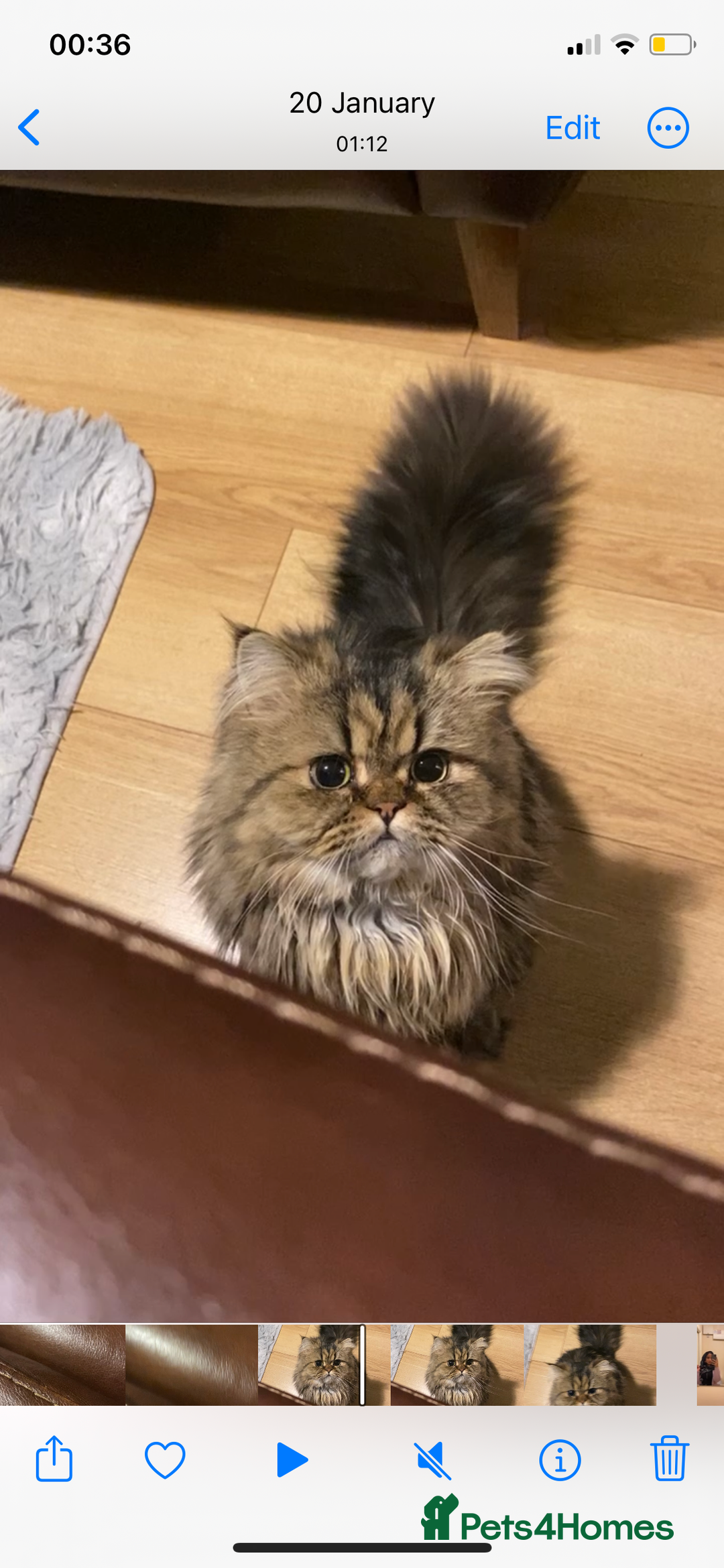 Persian cats for sale: Playful persian cat - Image 4