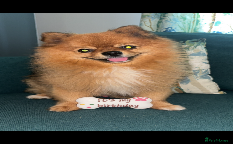 Pomeranian dogs Beautiful Pom for stud  - Advert 3