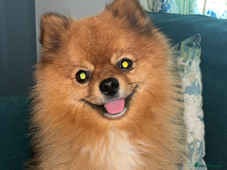 Pomeranian dogs Beautiful Pom for stud - Advert 7