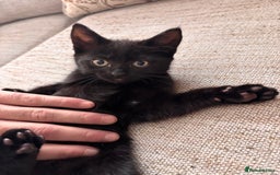Mixed Breed cats for sale: 1/2 Ragdoll kittens - Image 5
