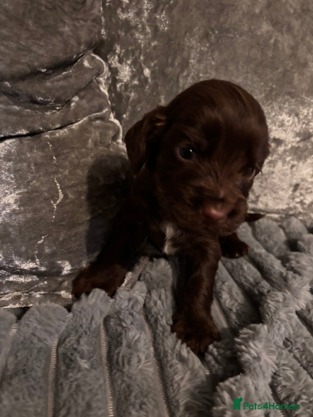 Cocker Spaniel dogs for sale: 8 beautiful cocker Spaniel puppies  - Advert 9