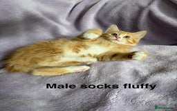 Mixed Breed cats for sale: Beautiful, friendly gingers! - Image 4
