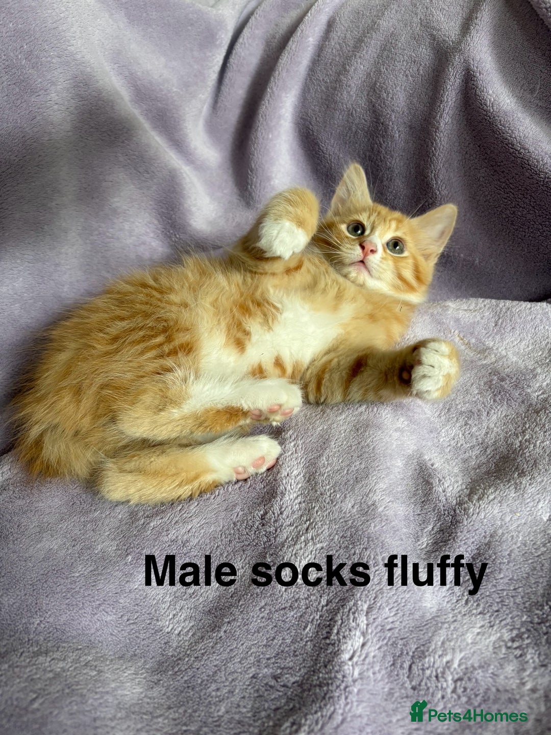 Mixed Breed cats for sale: Beautiful, friendly gingers! - Image 4