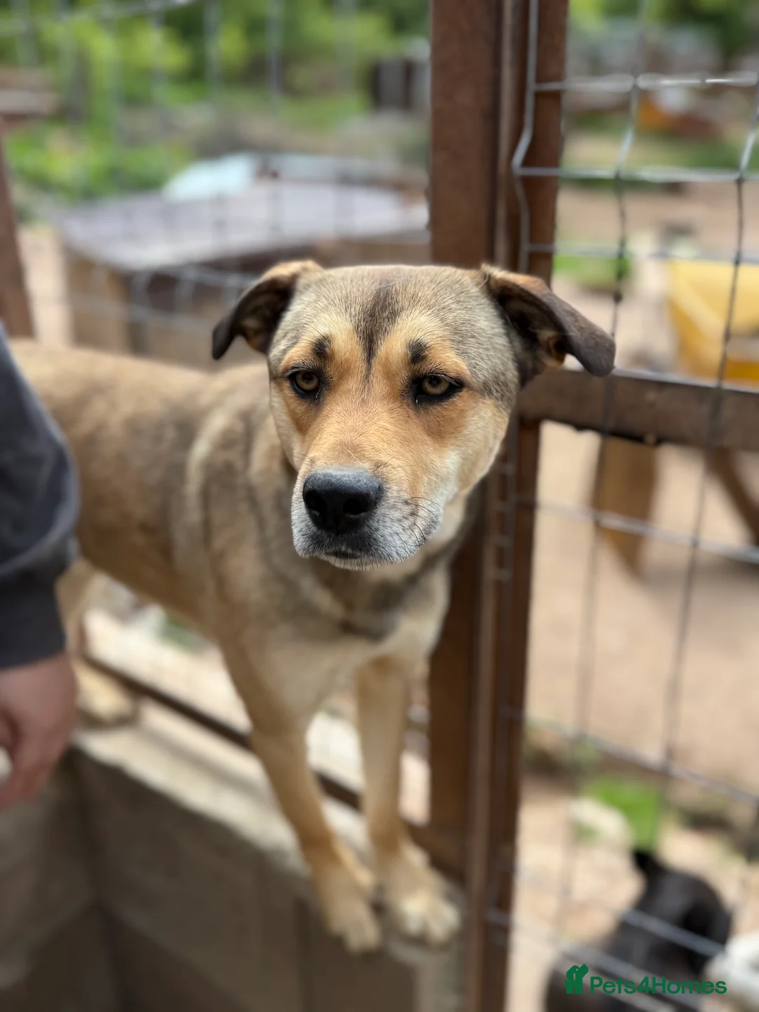 Mixed Breed dogs for adoption: Patty ❤️ - Advert 2