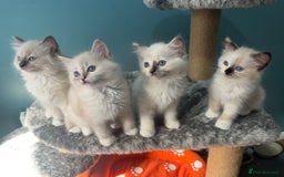 Ragdoll cats for sale: GCCF Ragdoll kittens ready now - Image 1
