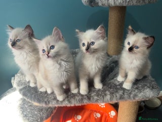 Ragdoll cats - Advert 28