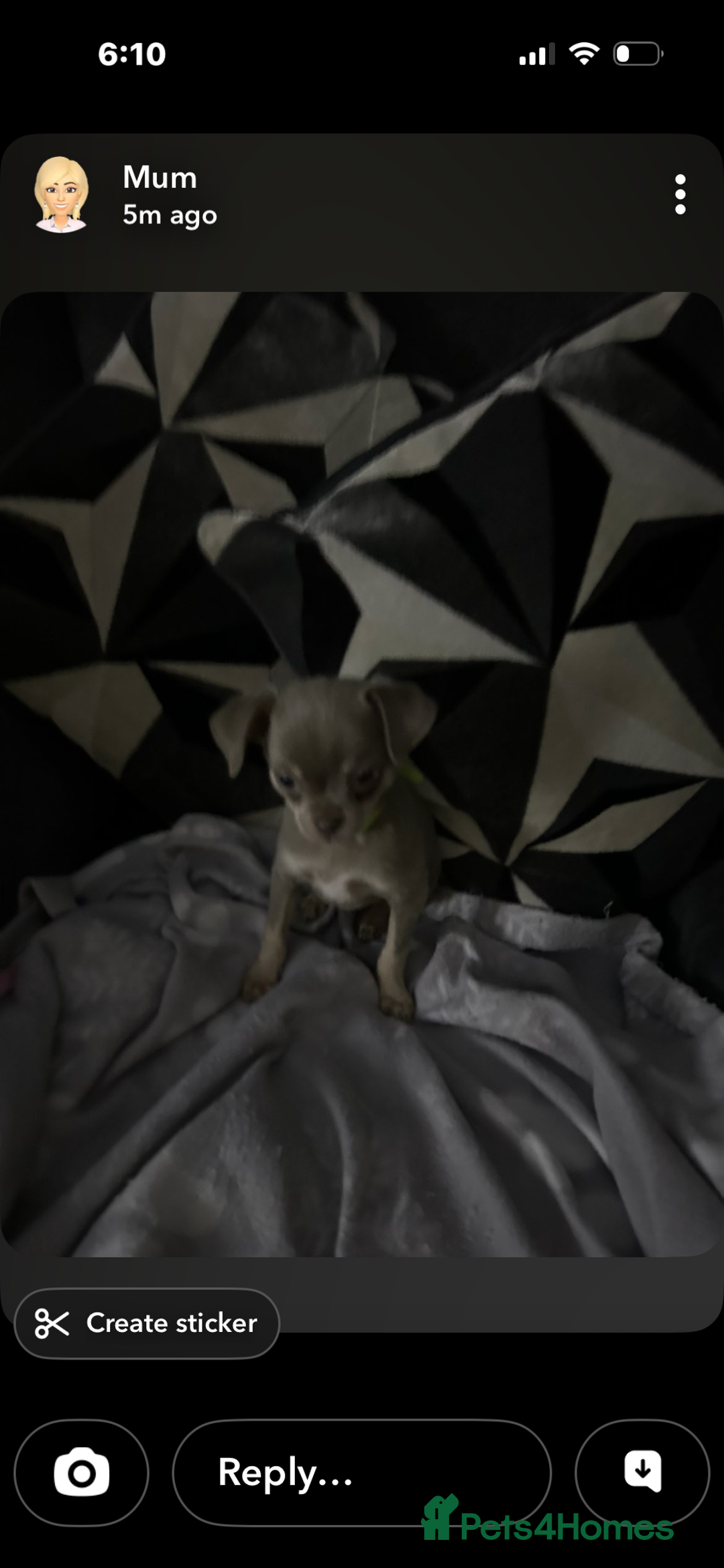 Chihuahua dogs for sale: 2 girls, 1 boys - Advert 3