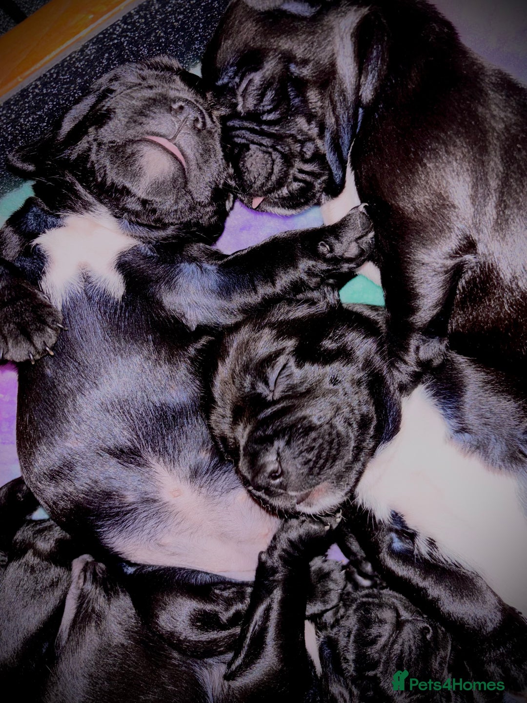 Mixed Breed dogs for sale: Spring bull puppies  - Advert 7