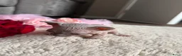 Sphynx cats for sale: Canadian Elf Sphynx  - Advert 22