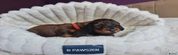 Miniature Dachshund dogs for sale: Long-Haired Dachshund puppies in London - Advert 4