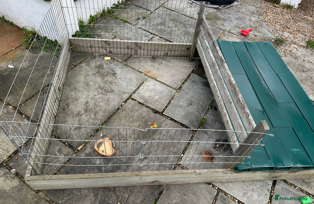 Tortoise reptiles for sale: Two Friendly Female Spur- thighed tortoises.  - Advert 7