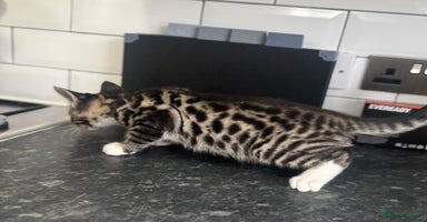 Mixed Breed cats - Advert 8