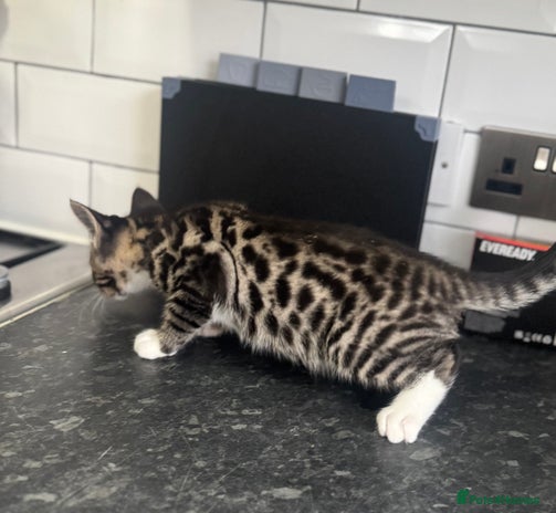 Mixed Breed cats - Advert 1