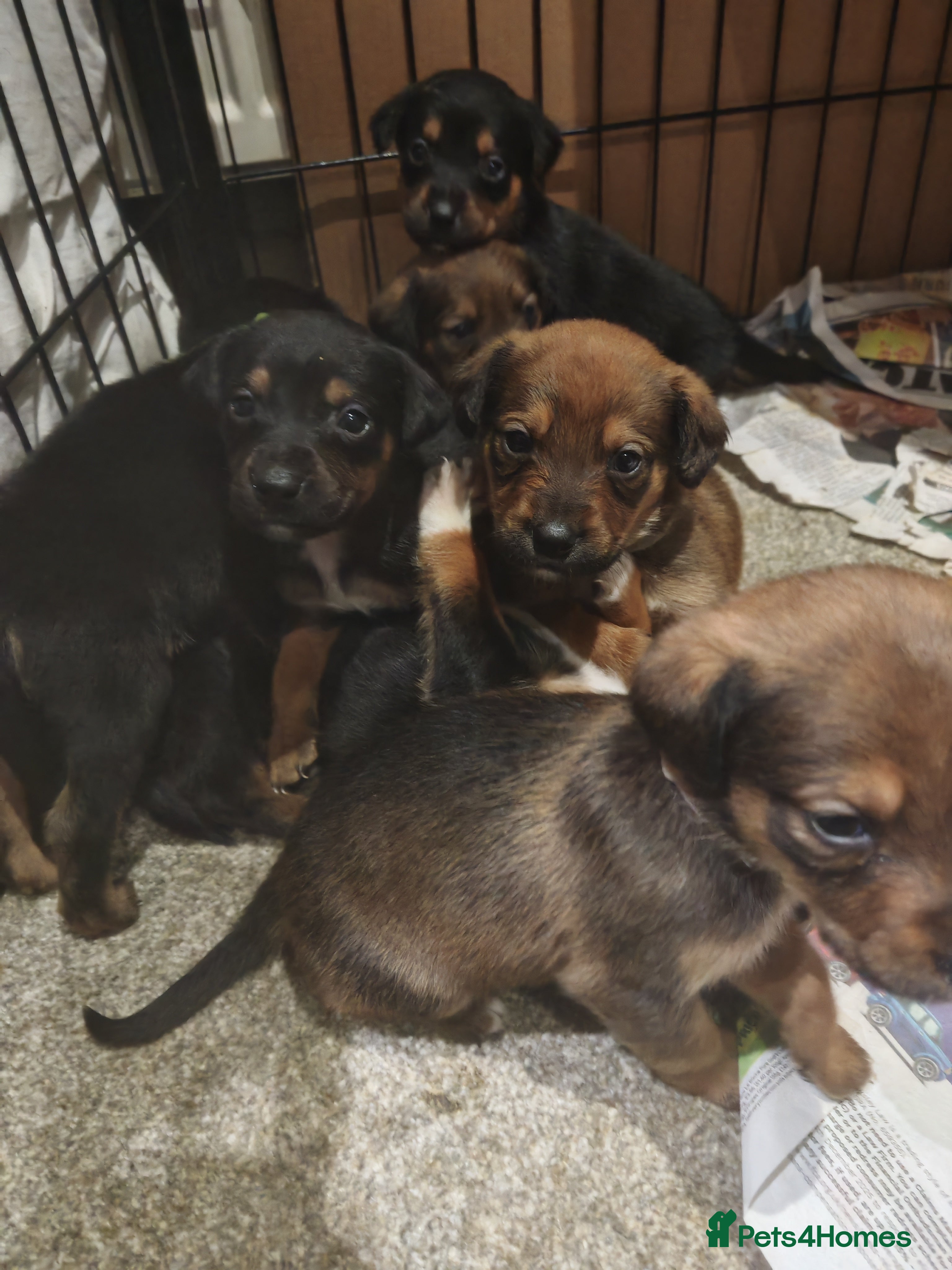 Mixed Breed dogs Rottweiler x lurcher - Advert 1