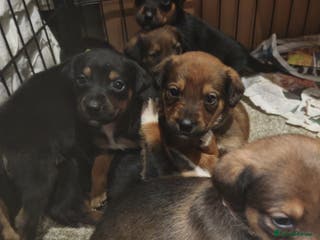 Mixed Breed dogs Rottweiler x lurcher - Advert 2