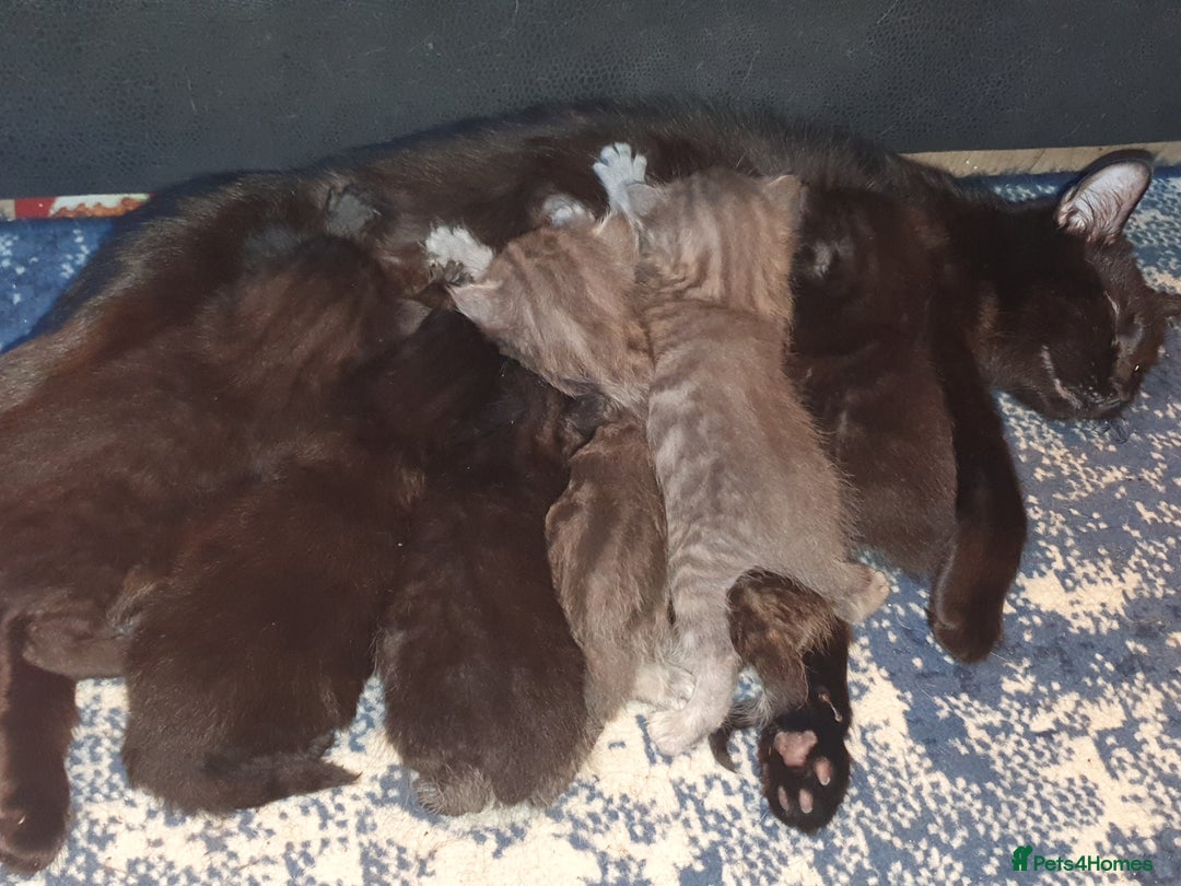 British Shorthair cats for sale: Beautiful kittens for sale  - Advert 9