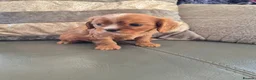 Cavalier King Charles Spaniel dogs for sale: KC Health Clear Cavalier King Charles Boys - Advert 33