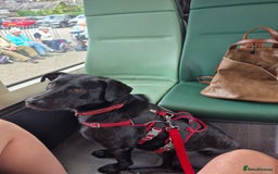 Mixed Breed dogs for sale: Beautiful black male dog  - Image 5