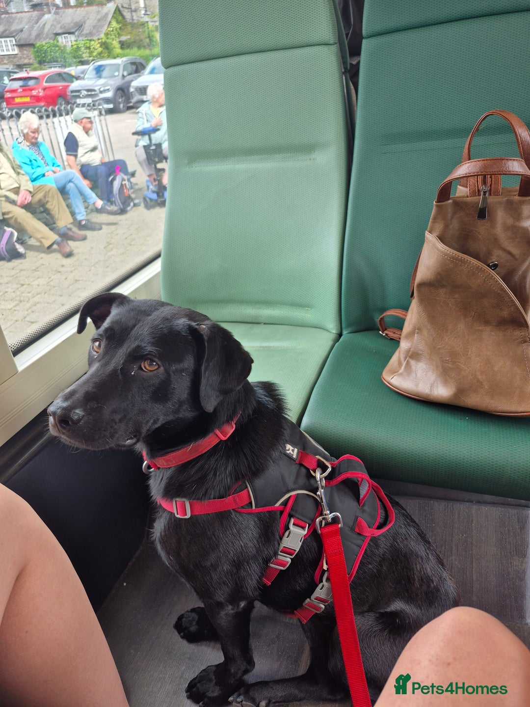 Mixed Breed dogs for sale: Beautiful black male dog  - Image 5