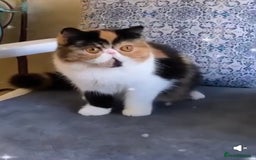 Exotic cats for sale: Exotic short hair  - Image 1