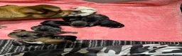 Mixed Breed dogs for sale: 7 beautiful puppies  in Taunton - Advert 28