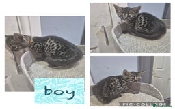 Savannah cats for sale: Savannah kittens ready to leave 24th October  - Image 32