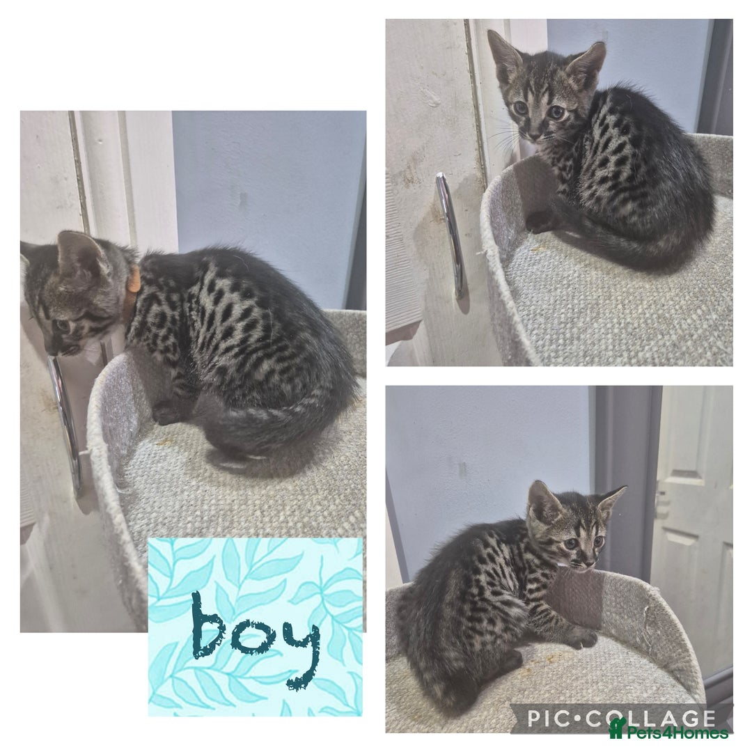 Savannah cats for sale: Savannah kittens ready to leave 24th October  - Image 32