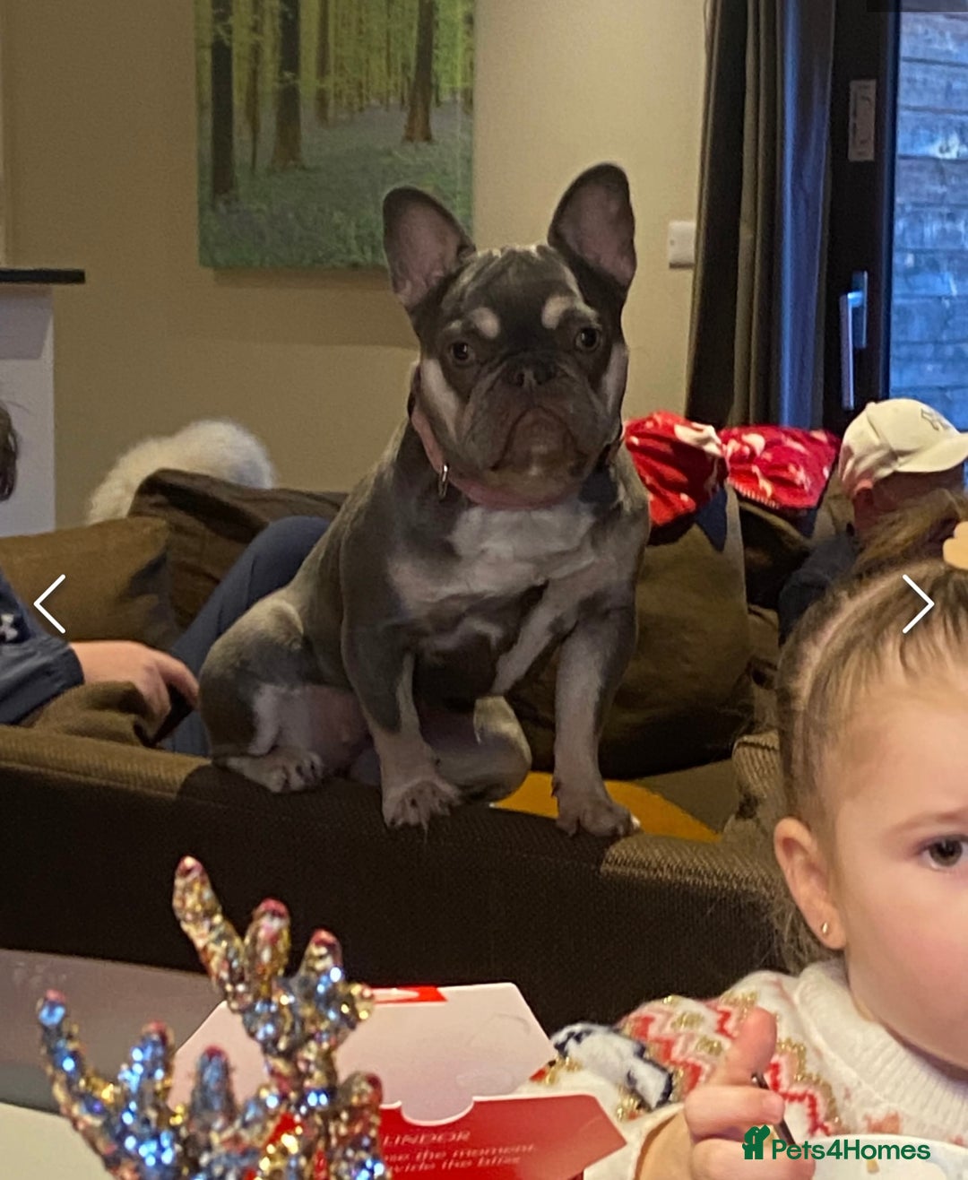 French Bulldog dogs for sale: KC Registered Female French Bull Dog - Advert 5