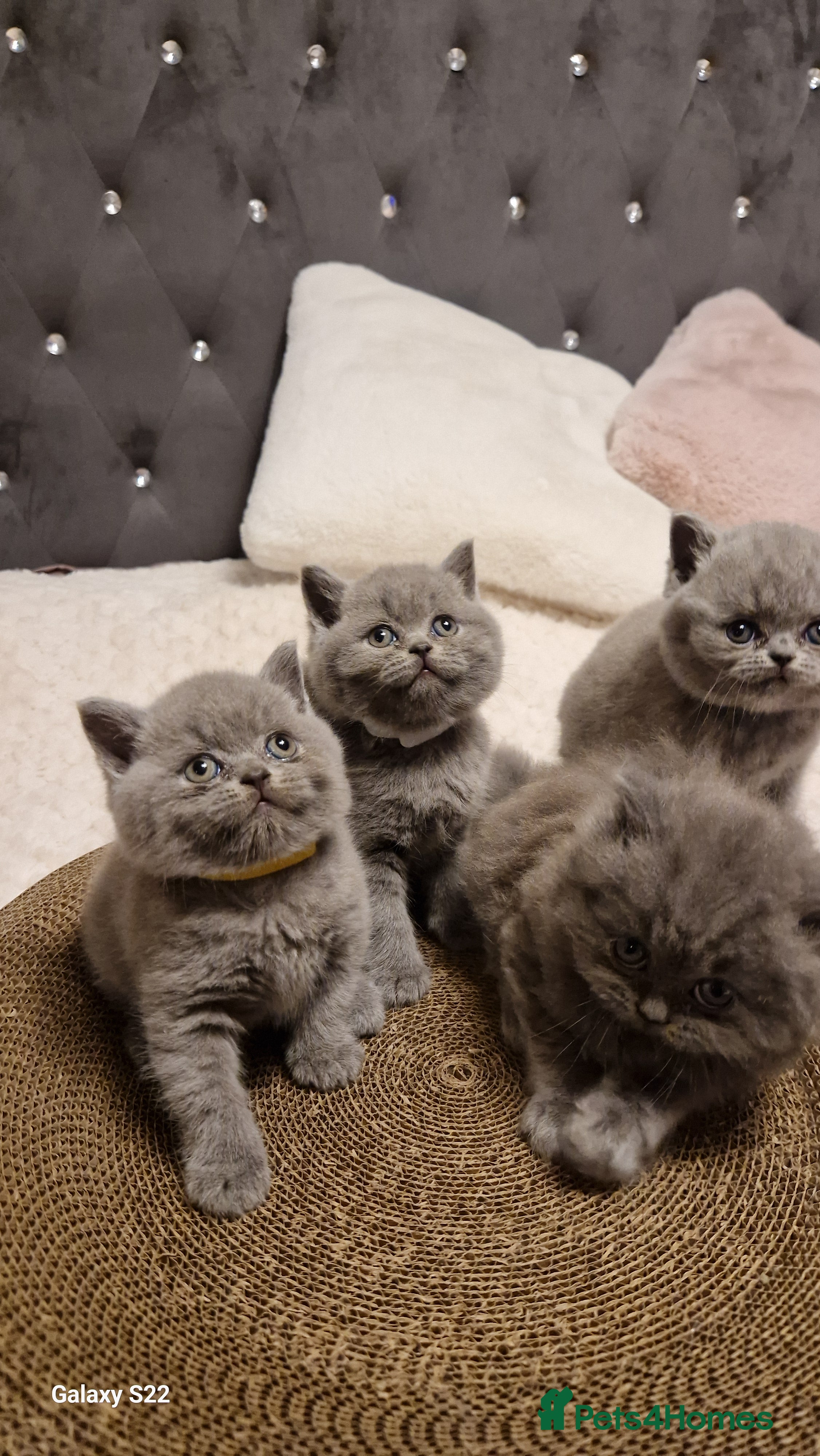 British Shorthair cats British shorthair kittens - Advert 2